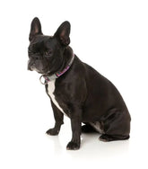 Fiesta Dog Collar